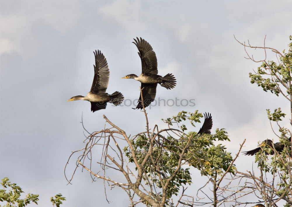 Similar – Magpie in fast flight