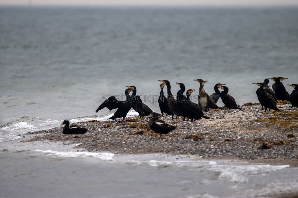 Similar – Image, Stock Photo Penguins Animal