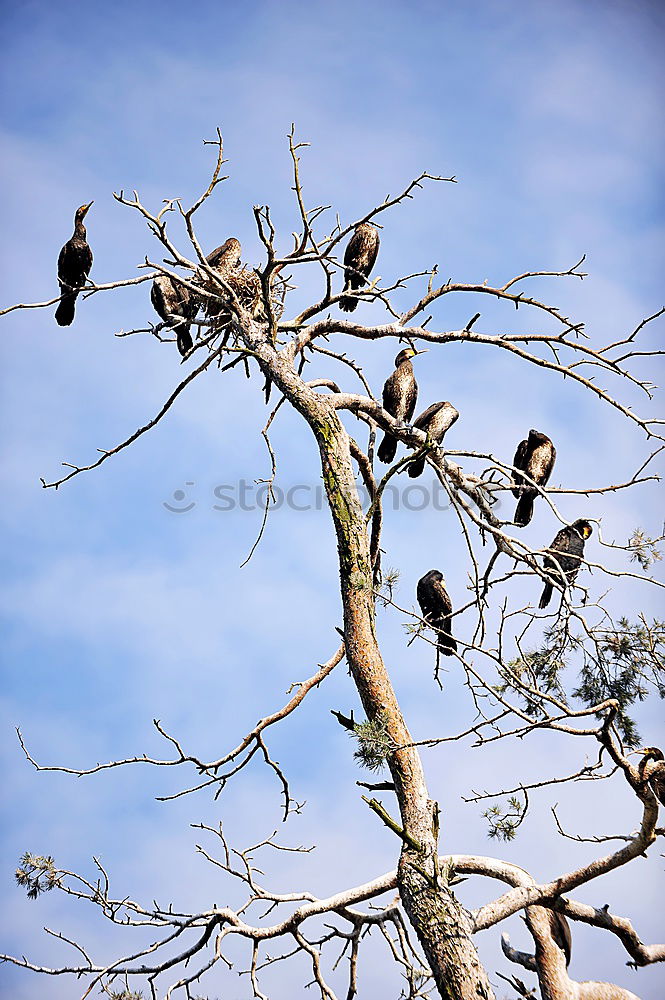 Similar – Image, Stock Photo _Bed frame_ Bird Swallow