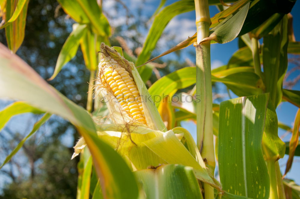 Similar – Image, Stock Photo maize field Food Vegetable