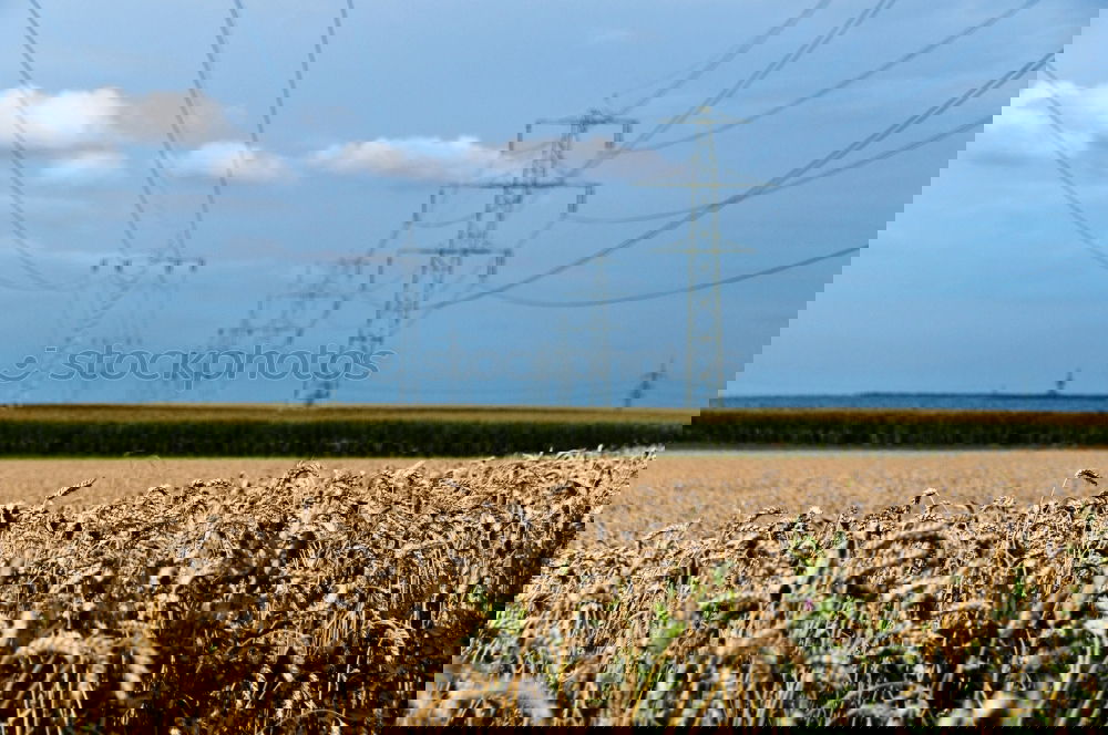 Foto Bild Raps unter Strom Rapsfeld