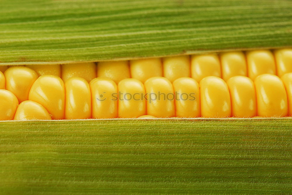 Similar – Image, Stock Photo eat corn Food Grain Picnic