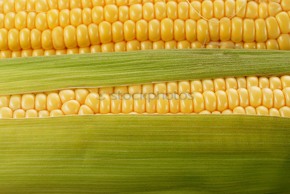 Similar – maize Maize Corn cob