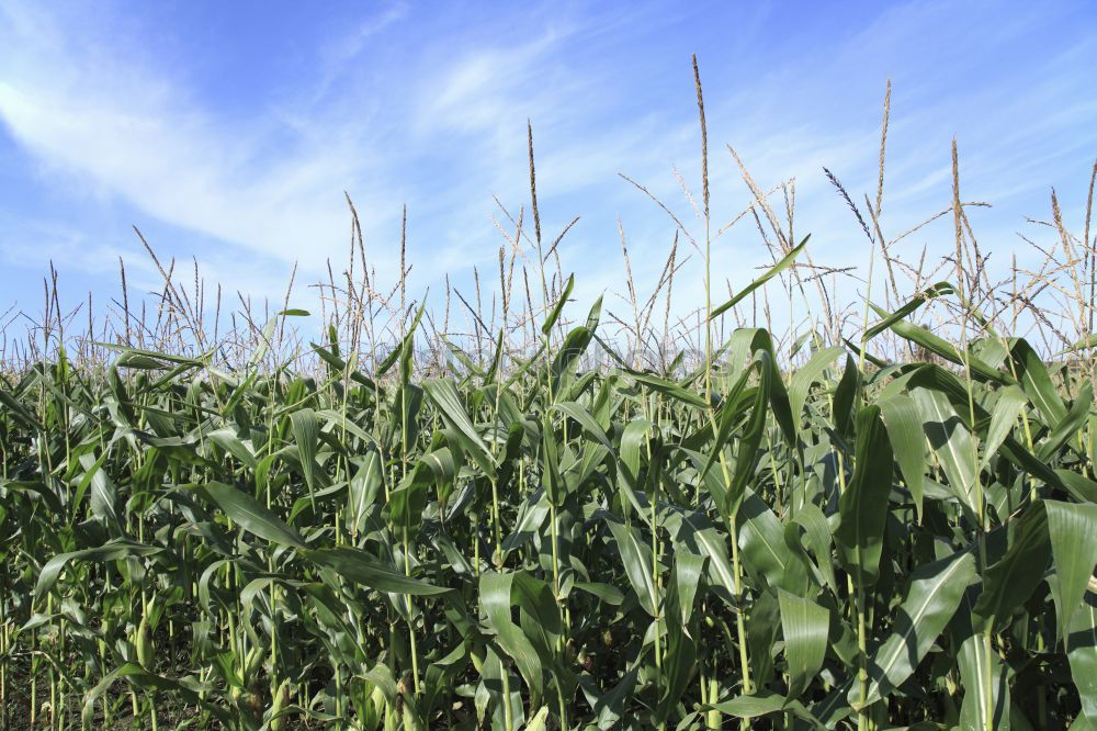 Similar – Image, Stock Photo maize field Maize field