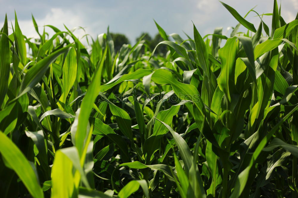 Similar – Image, Stock Photo maize field Maize field