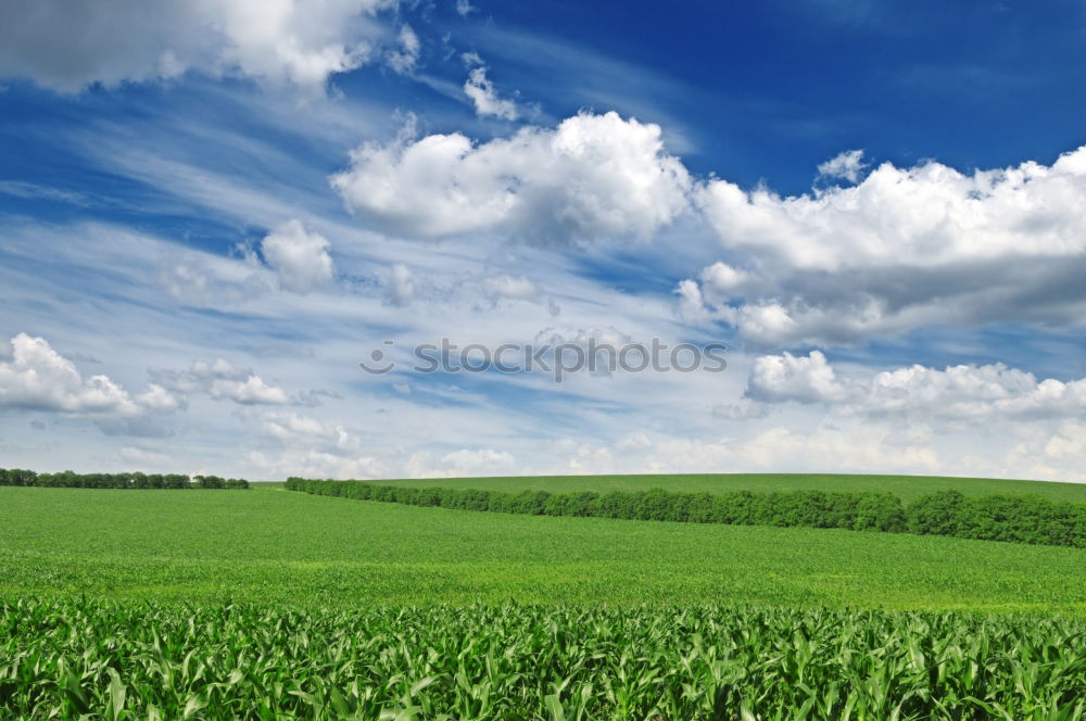 Similar – Mild breeze Barley ear