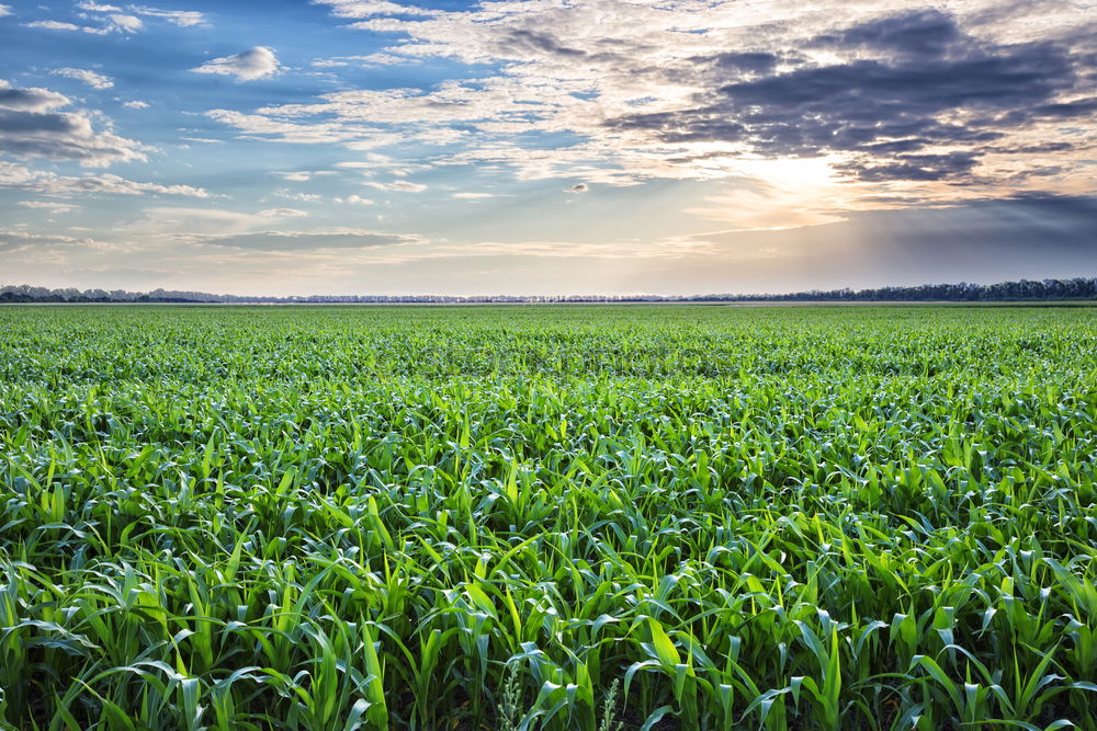 Similar – ll llll Plant Bushes Field