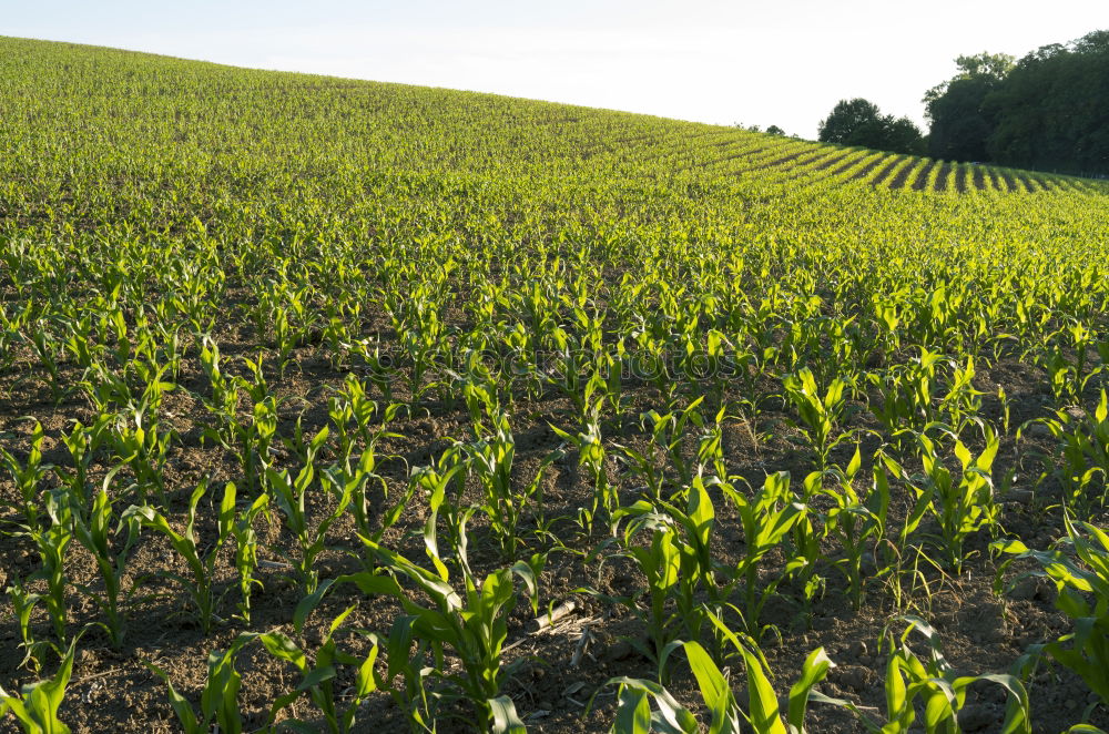 field-in-summer Field