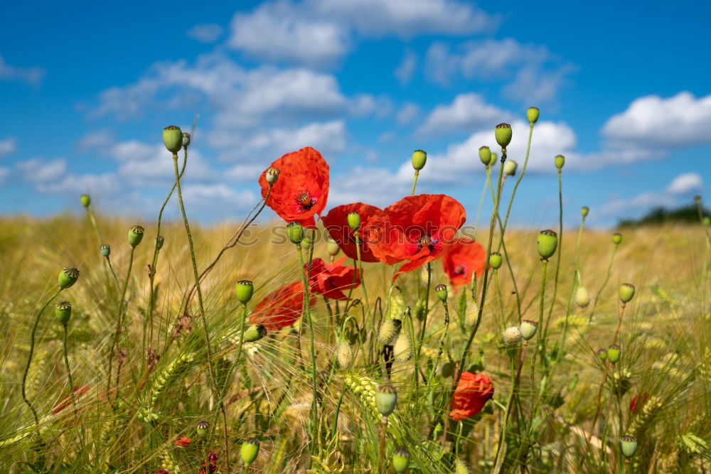 Similar – red spots in the landscape