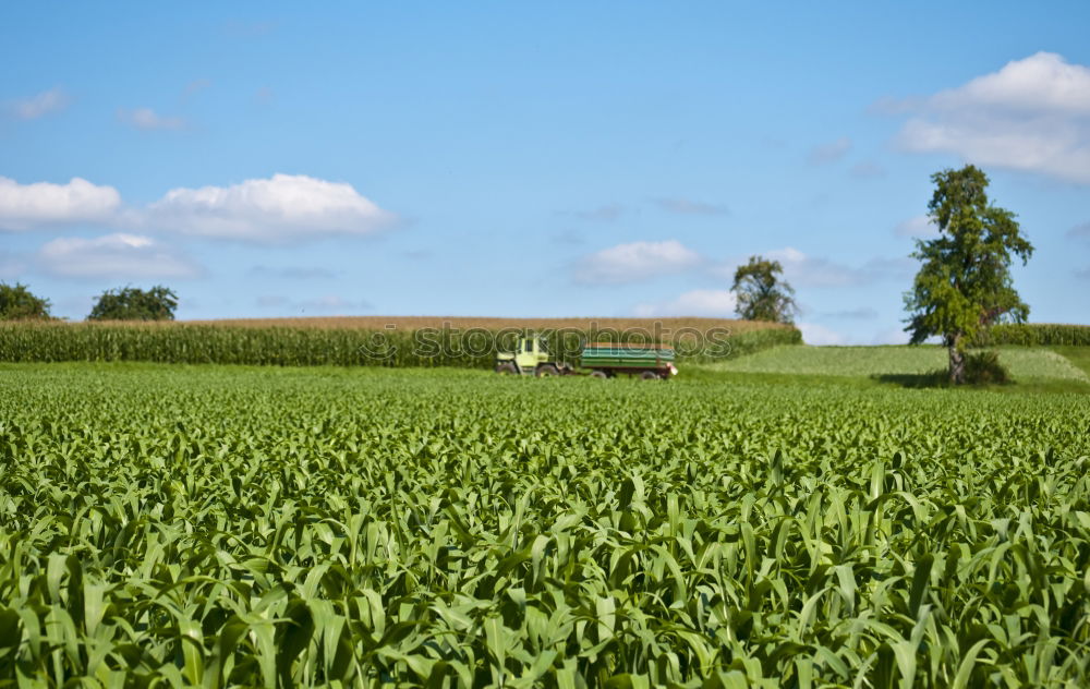 Similar – Image, Stock Photo freedom 4 Grass Green Sky