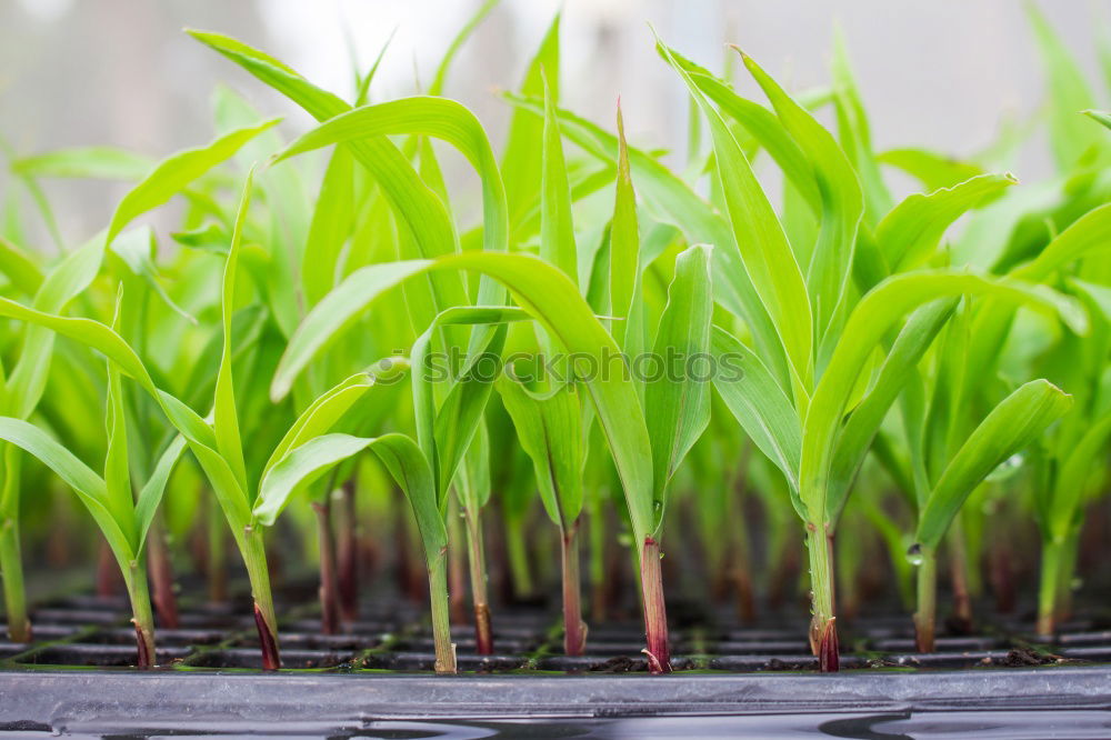 Similar – Image, Stock Photo 0815 AST | City garden