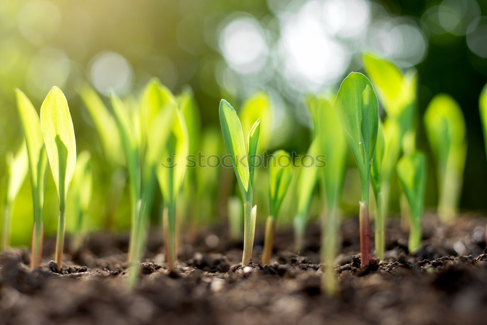 Similar – Image, Stock Photo growth Agriculture