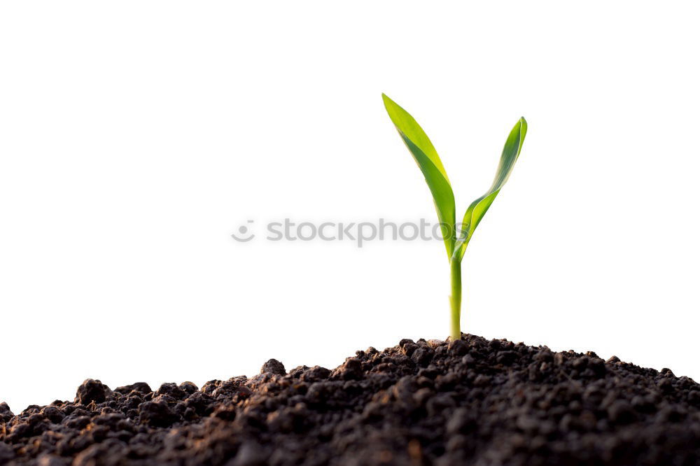 Similar – young plant with soil in one hand