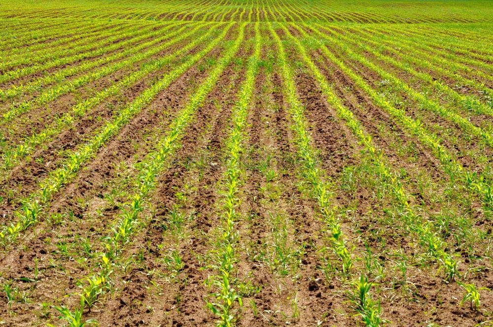 Similar – Image, Stock Photo Tractor 1 Field Farmer