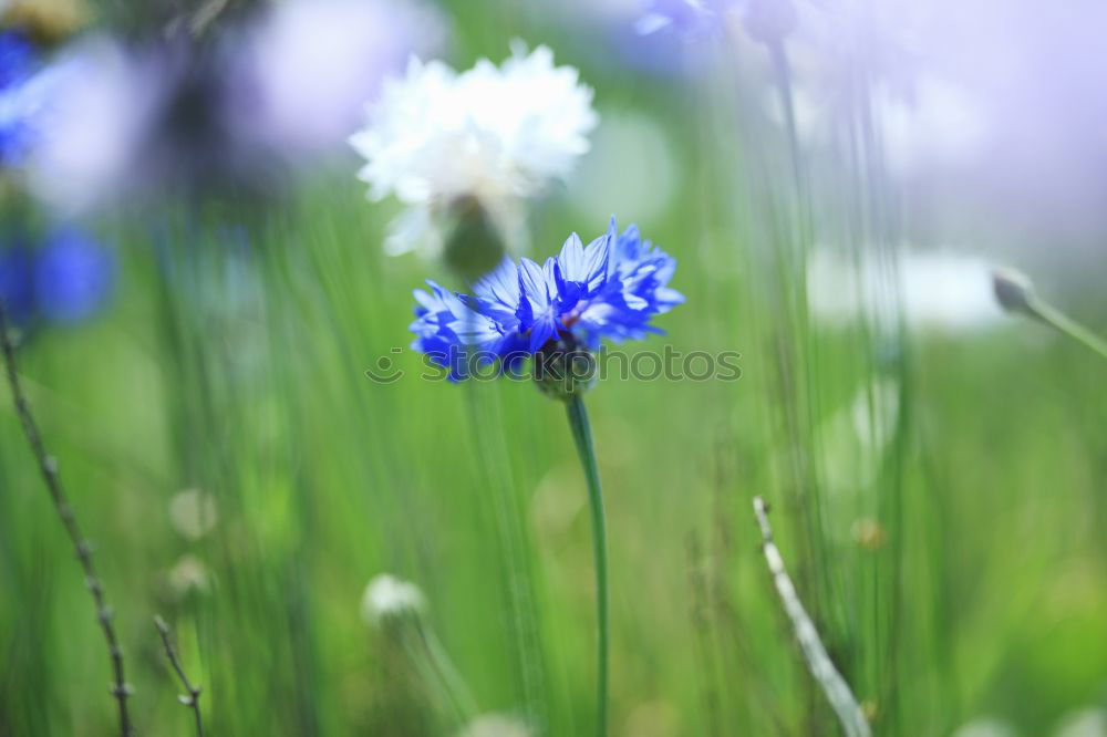 Similar – cornflower blue Cornflower