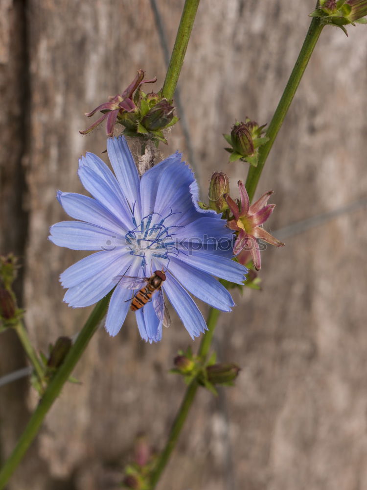 Similar – nigella damascena Plant