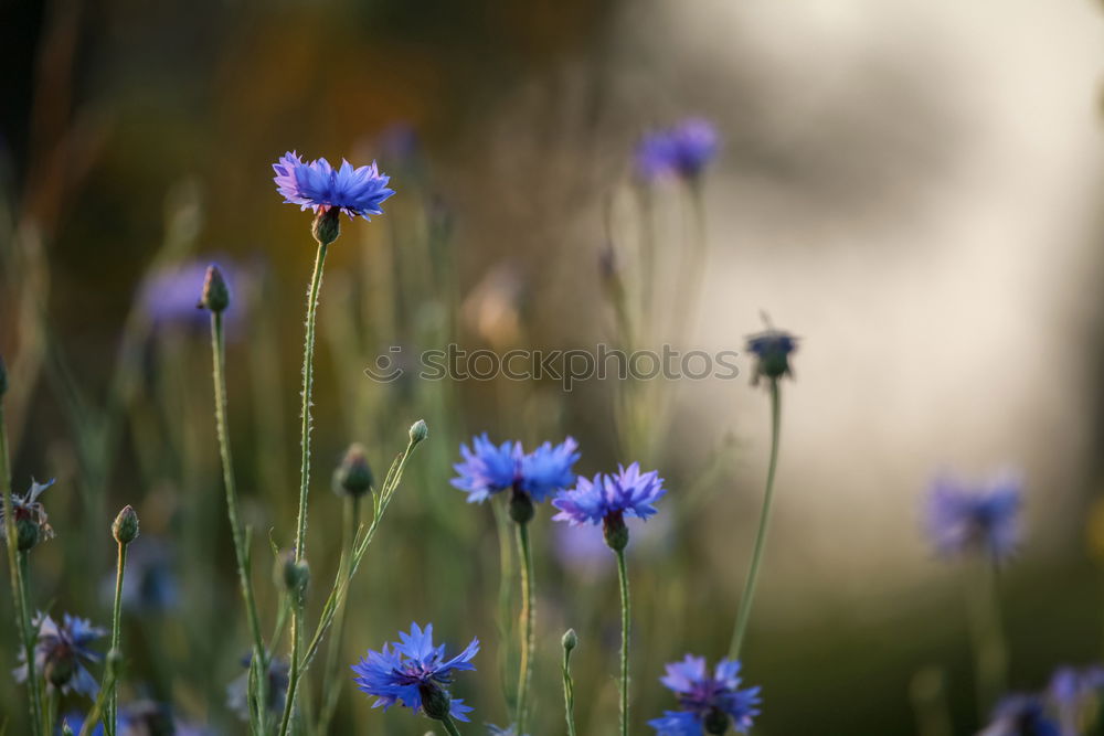 Similar – Image, Stock Photo cornflower blue. Grain