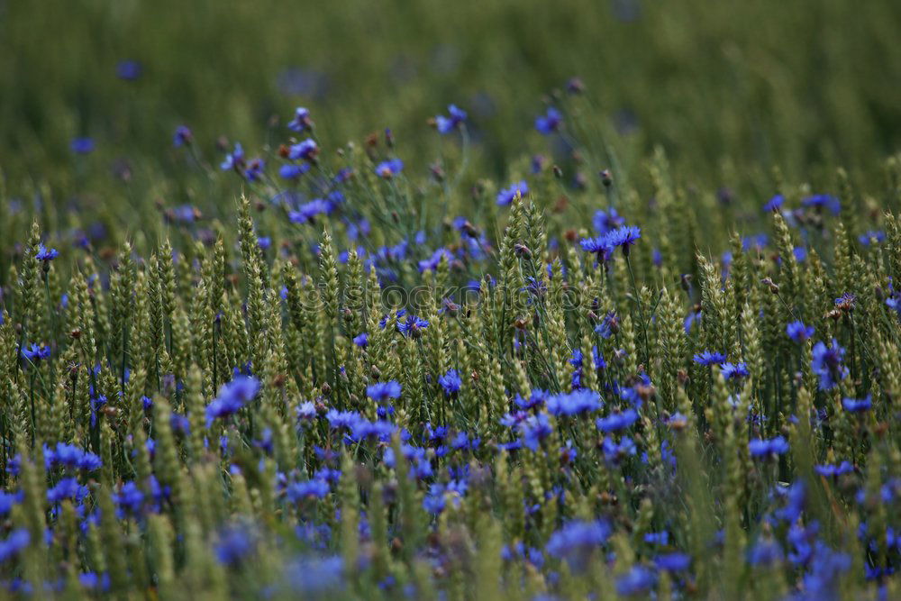 Similar – Image, Stock Photo cornflower blue. Grain