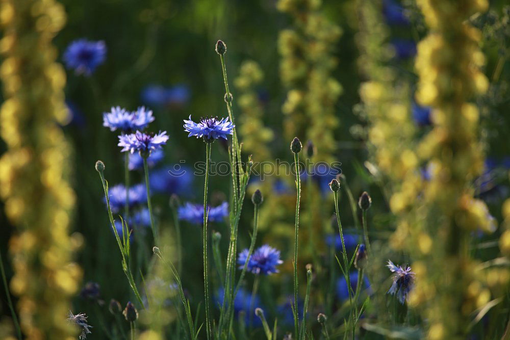 Similar – Image, Stock Photo cornflower blue. Grain