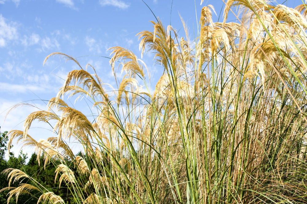 Similar – barley field Yellow Field