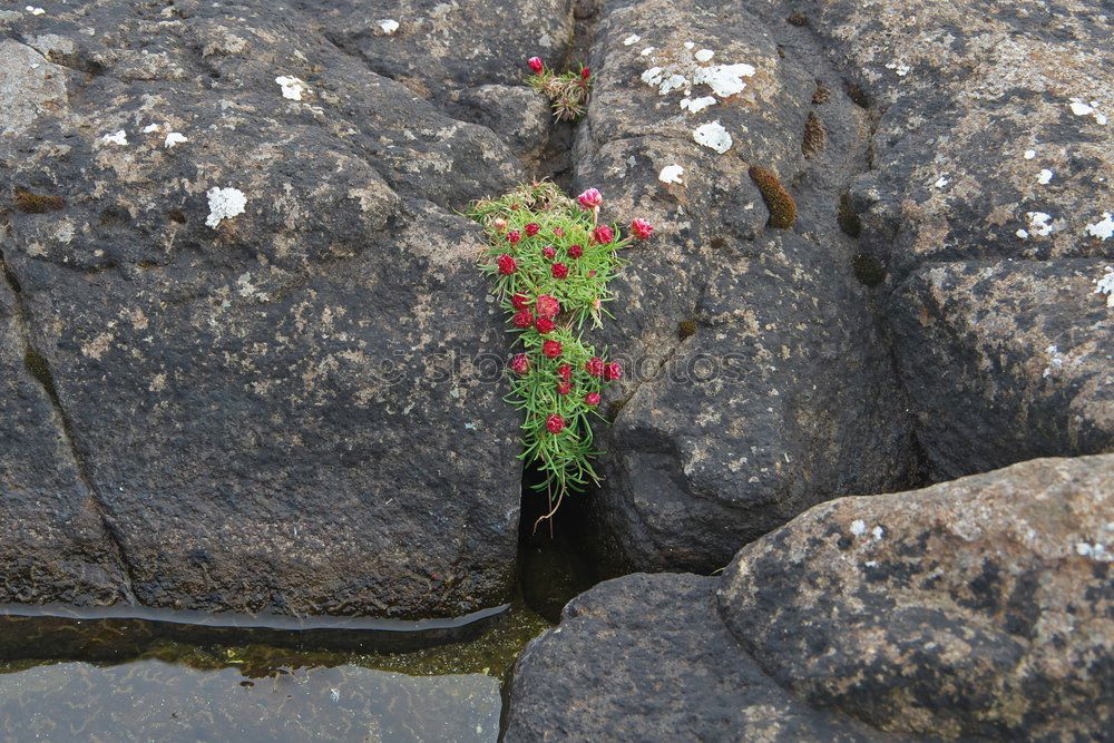 Similar – Image, Stock Photo mauerBLÜMCHEN Colour photo