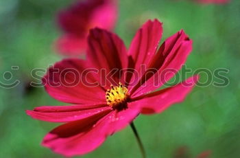 Similar – Image, Stock Photo flowering zinnias zinnien
