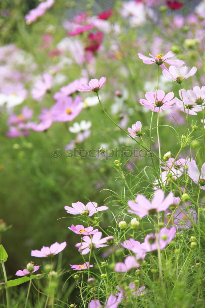 Similar – plant in the morning light at the mountain