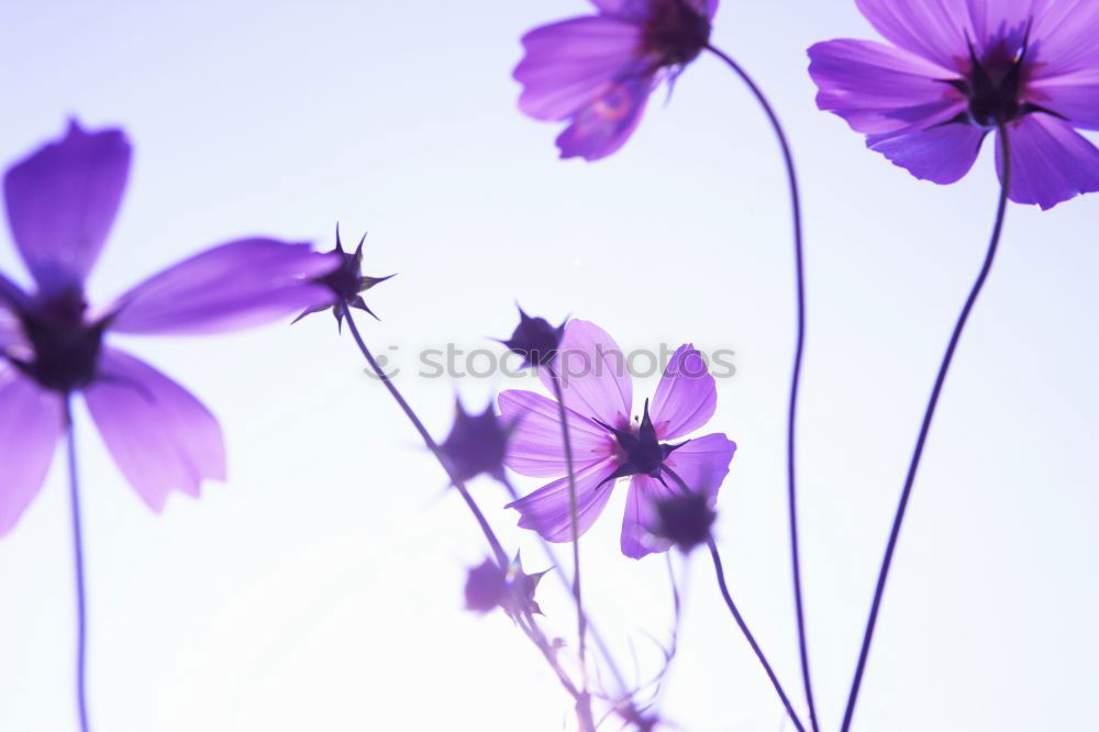 Similar – Image, Stock Photo Three Purple Cosmea flowers against neutral background