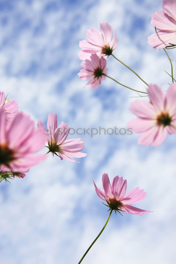 Similar – flowerpower Sun Flower