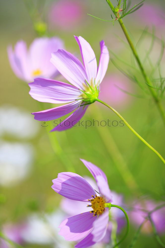 Similar – Image, Stock Photo From next door Flower