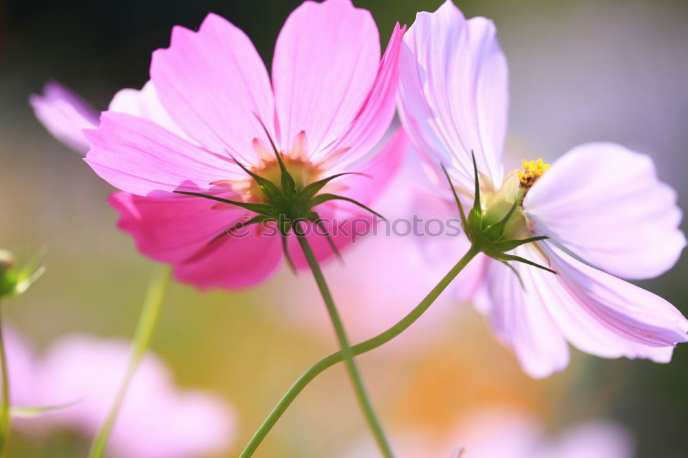 Similar – Foto Bild blümchen Blume Wiese