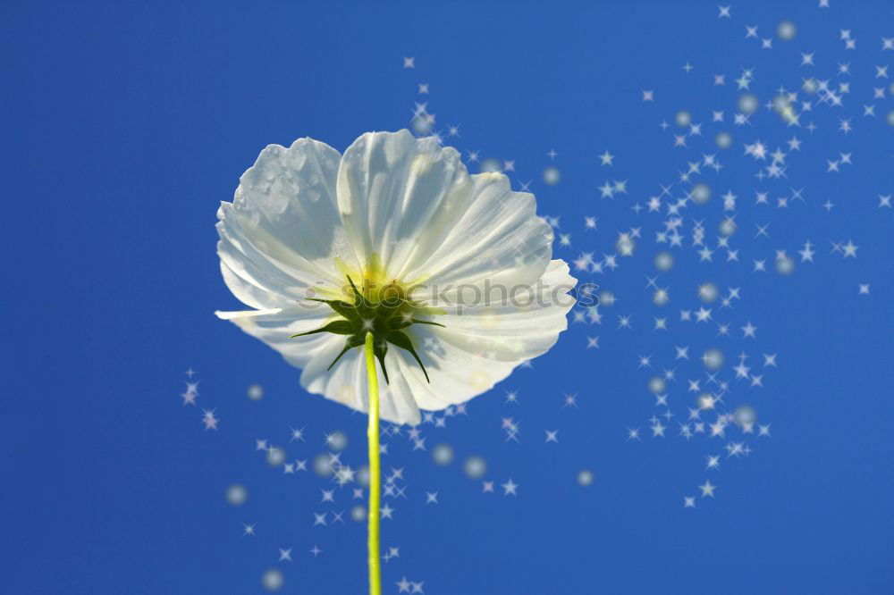 Similar – Image, Stock Photo Poppy with blue sky Summer