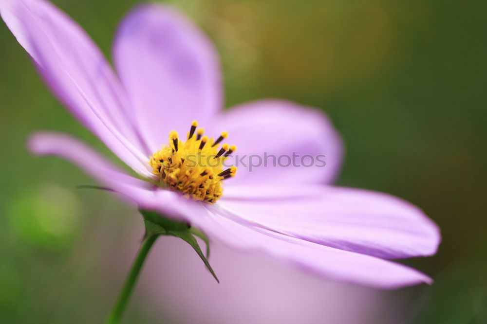 Similar – wild flowers Flower Pink