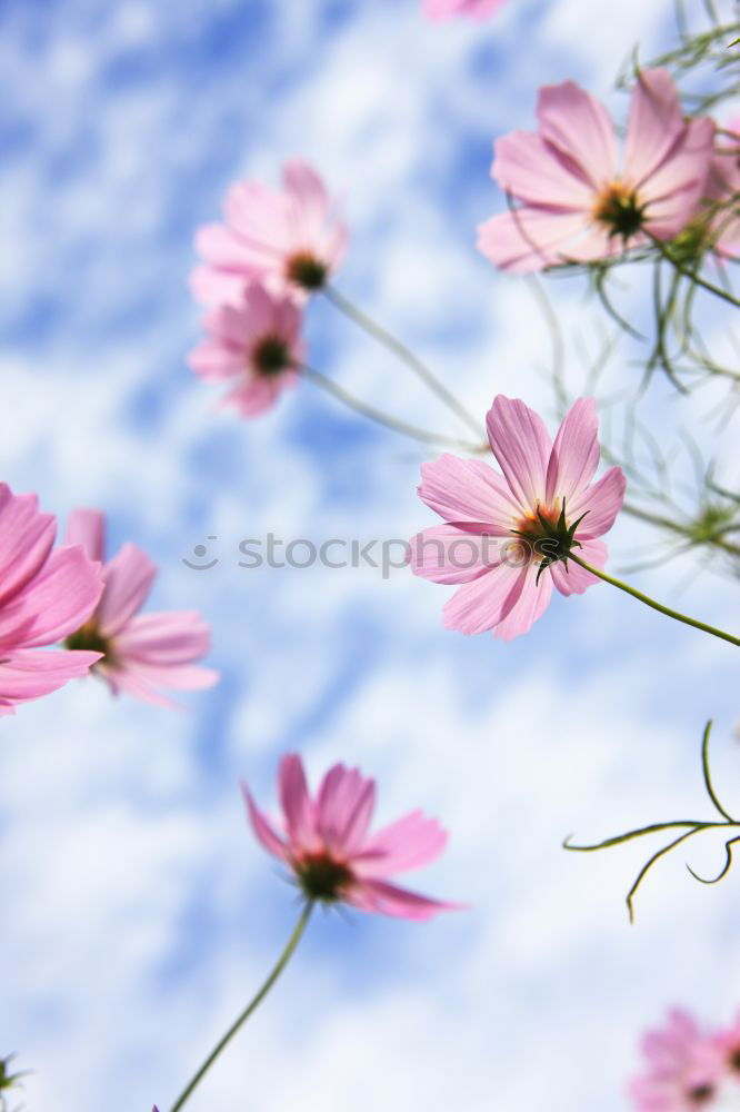 Similar – Image, Stock Photo clematis Flower Blossom