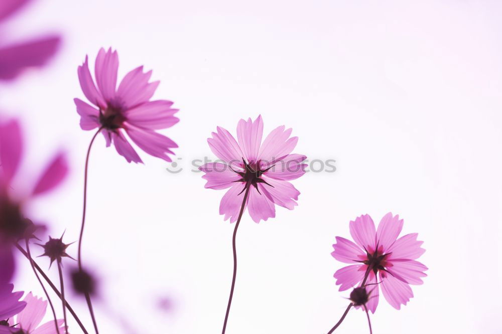 Similar – Image, Stock Photo Three Purple Cosmea flowers against neutral background