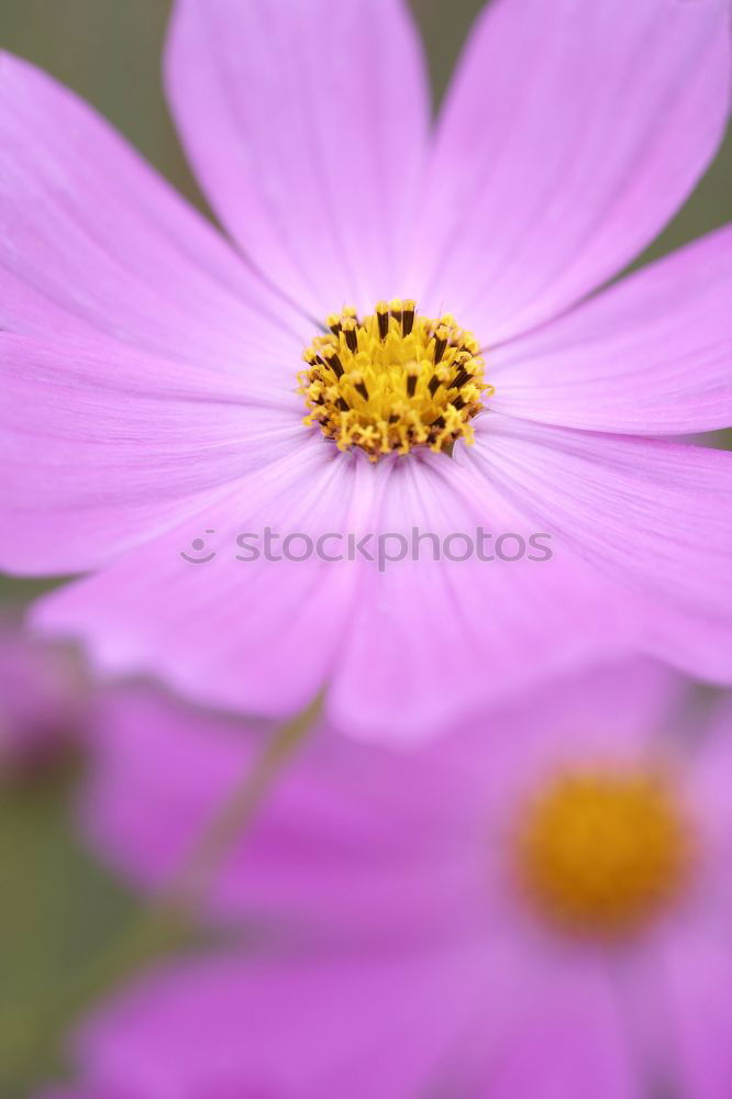 Similar – Image, Stock Photo jewelry basket