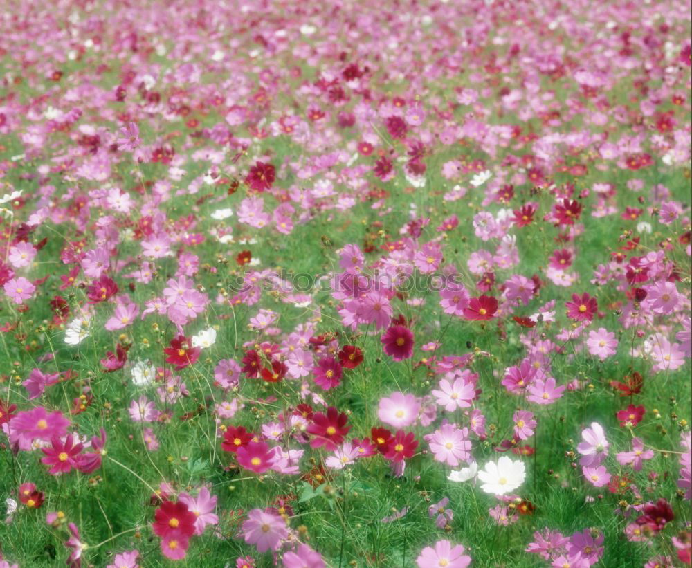 Similar – Image, Stock Photo poppy field Poppy Field