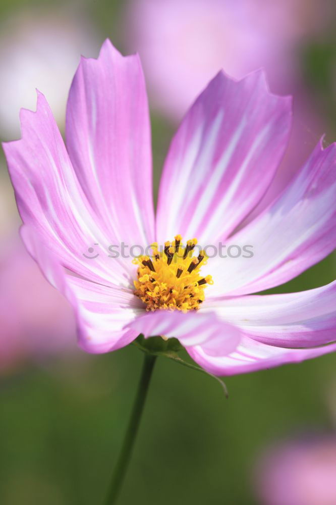 Similar – Image, Stock Photo Detailed view of an autumn anemone