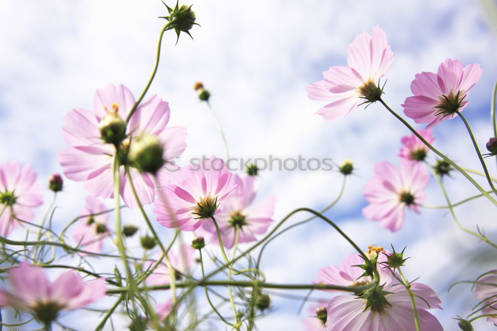 Similar – Foto Bild Flammende Blüten Natur