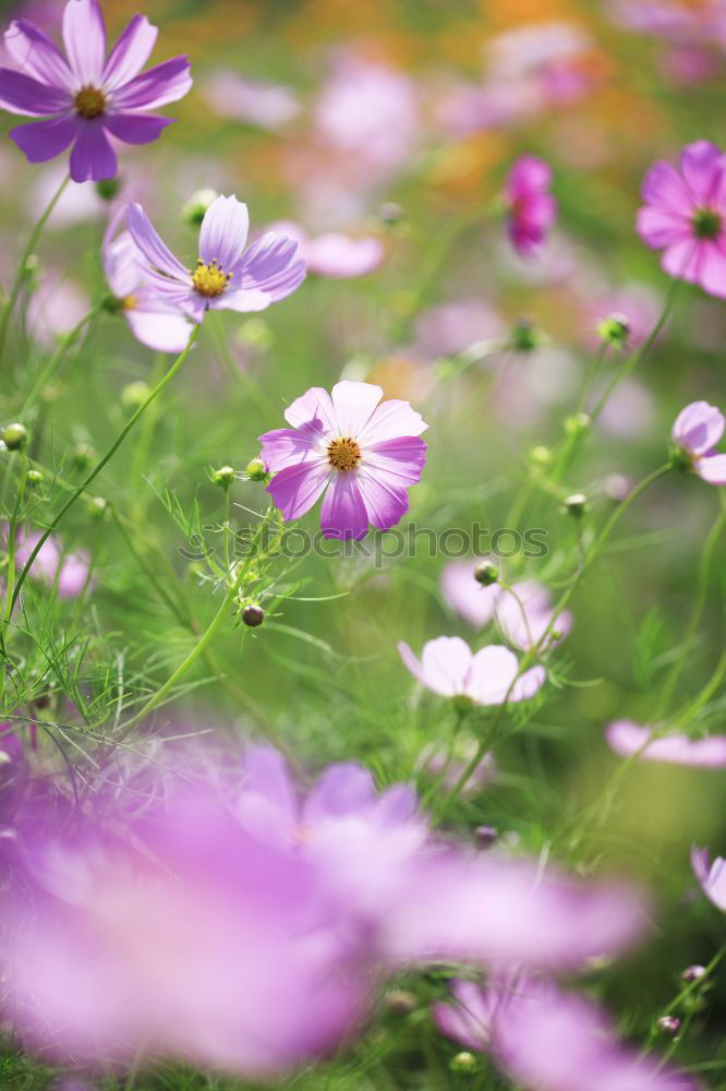 Similar – Image, Stock Photo Cosmea Elegant Fragrance