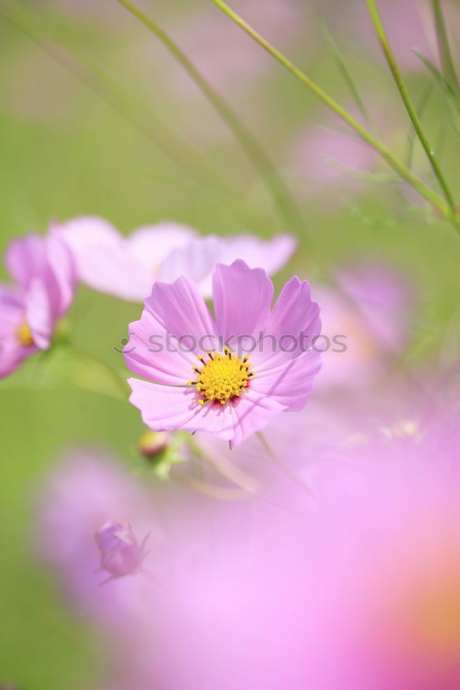 Similar – wild flowers Flower Pink