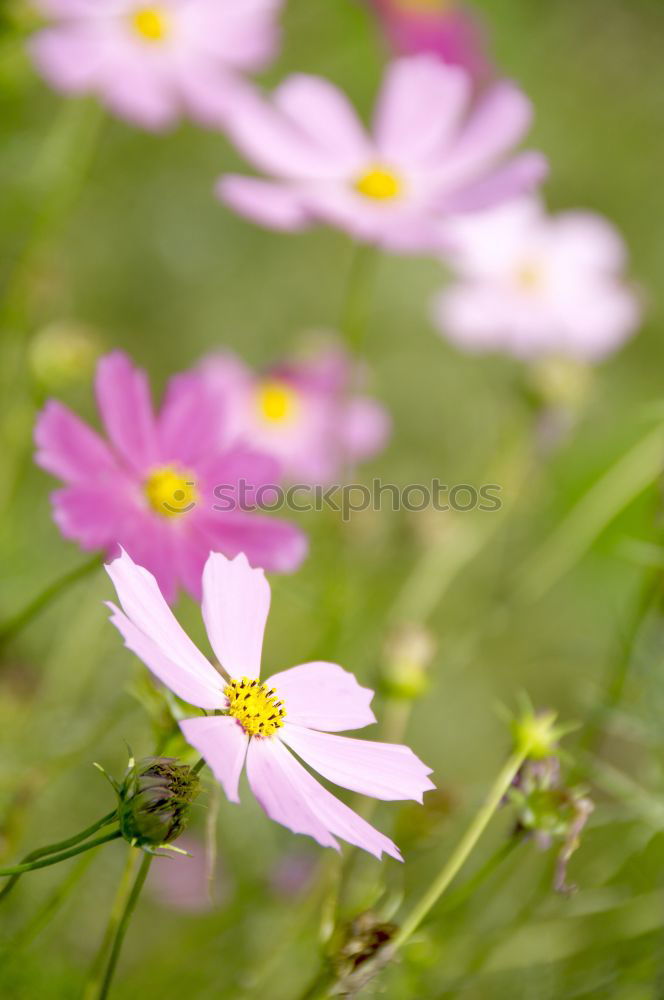 Similar – Image, Stock Photo From next door Flower