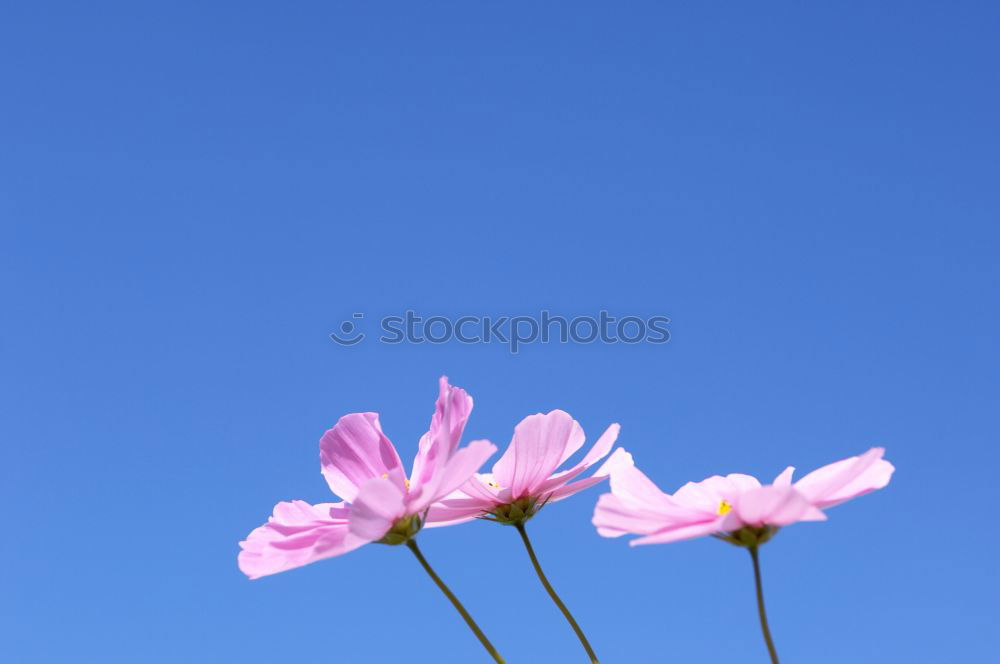 Similar – under the clouds Rose Pink