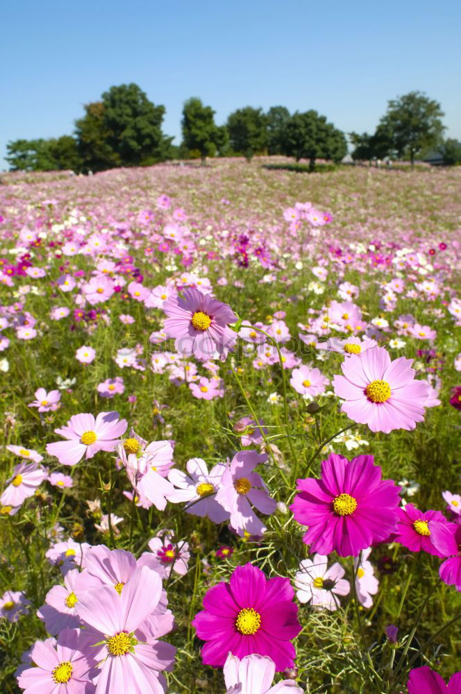 Similar – Image, Stock Photo flower meadow in summer with many different flowers and grasses