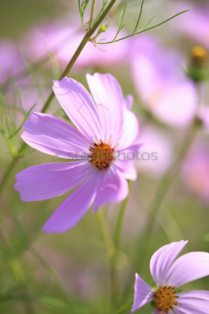 Similar – Image, Stock Photo From next door Flower