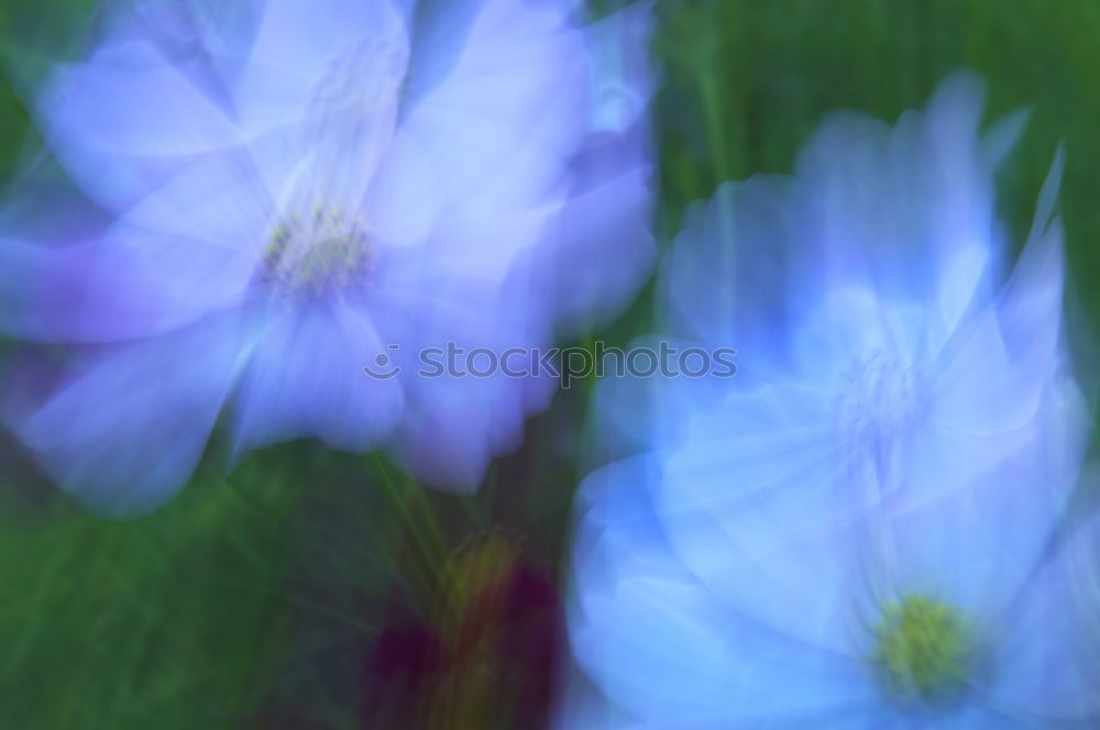 Similar – Image, Stock Photo blue flowers the hydrangea