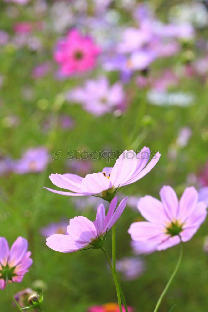 Similar – Image, Stock Photo From next door Flower