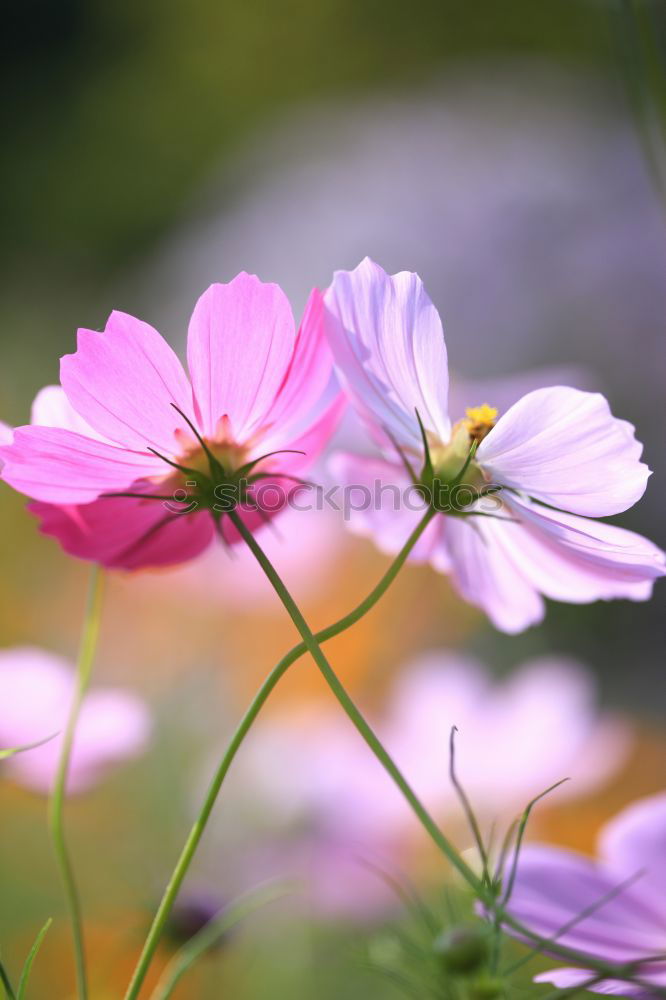 Similar – Beautiful flowers of the decorative basket (Cosmos bipinnatus)