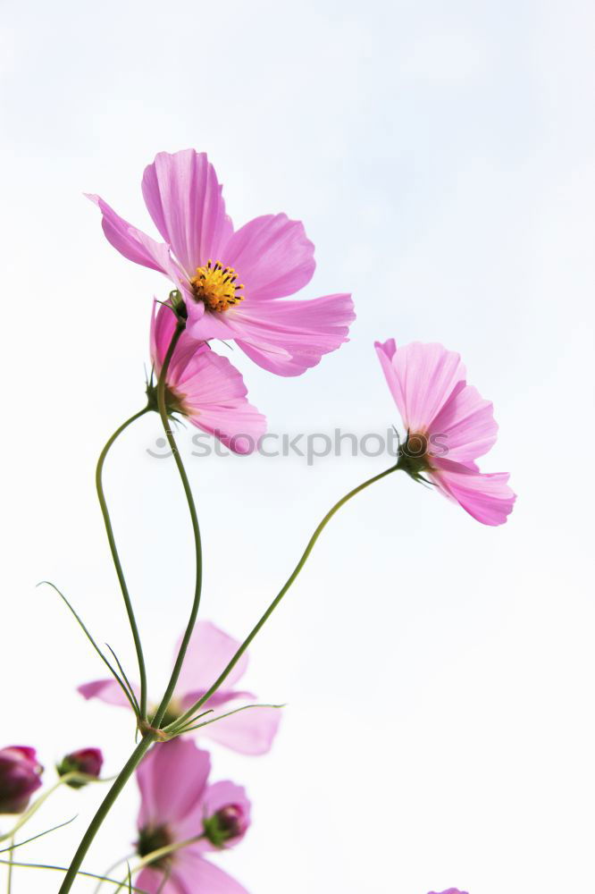 Similar – Cosmea Schmuckkörbchen