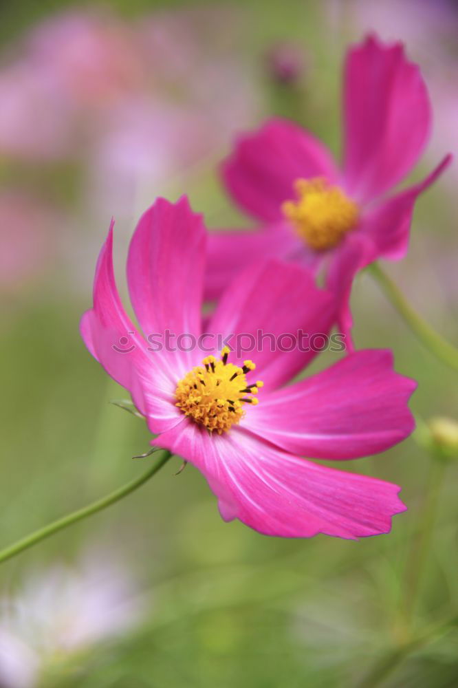 Similar – Image, Stock Photo flowering zinnias zinnien